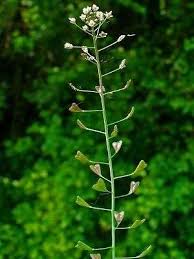 Attēlu rezultāti vaicājumam “Capsella bursa-pastoris bud”