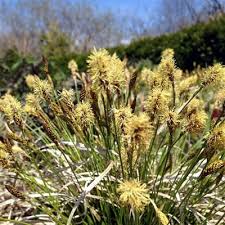 Attēlu rezultāti vaicājumam “Carex lasiocarpa female flower”