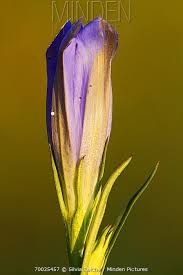 Attēlu rezultāti vaicājumam “Maculinea alcon eggs”