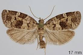 Attēlu rezultāti vaicājumam “Dichelia histrionana”