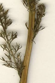 Attēlu rezultāti vaicājumam “Matricaria chamomilla”