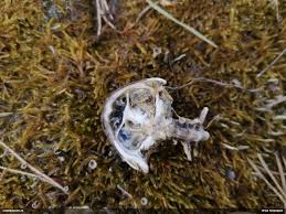 Attēlu rezultāti vaicājumam “Belbodamaeus sp.”