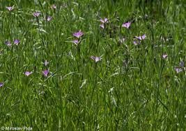 Image result for Agrostemma githago