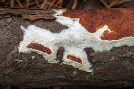 Attēlu rezultāti vaicājumam “Gloeoporus taxicola”