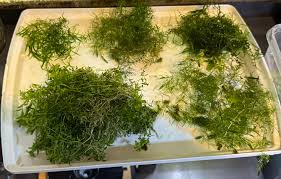 Attēlu rezultāti vaicājumam “Stuckenia filiformis bud”