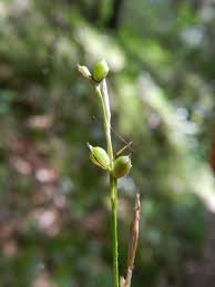 Attēlu rezultāti vaicājumam “Carex disperma”