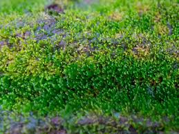 Attēlu rezultāti vaicājumam “Riccardia palmata”