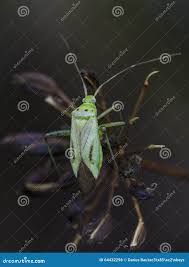 Attēlu rezultāti vaicājumam “Adelphocoris quadripunctatus”