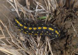 Attēlu rezultāti vaicājumam “Setina irrorella”