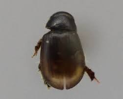 Attēlu rezultāti vaicājumam “Aegialia arenaria”