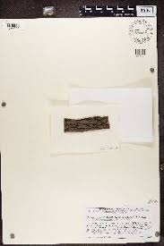 Attēlu rezultāti vaicājumam “Hypocenomyce friesii”