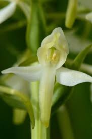 Attēlu rezultāti vaicājumam “Platanthera bifolia flower”