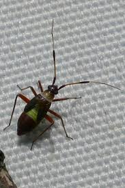 Attēlu rezultāti vaicājumam “Closterotomus biclavatus imago”