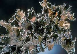 Attēlu rezultāti vaicājumam “Tuckermannopsis chlorophylla”