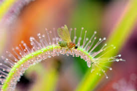 Image result for Drosera
