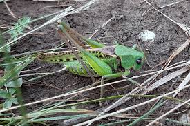 Attēlu rezultāti vaicājumam “Decticus verrucivorus nymph”