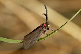 Attēlu rezultāti vaicājumam “Zygaenidae”