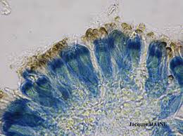 Attēlu rezultāti vaicājumam “Parmeliopsis ambigua”