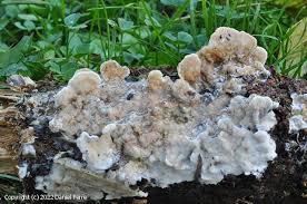 Attēlu rezultāti vaicājumam “Postia undosa”