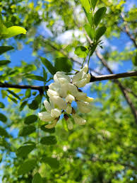 Attēlu rezultāti vaicājumam “Robinia pseudoacacia flower”