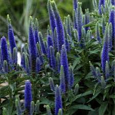 Attēlu rezultāti vaicājumam “Veronica austriaca subsp. teucrium bud”