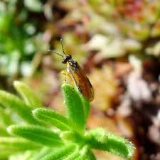 Attēlu rezultāti vaicājumam “Nematus ribesii larva”
