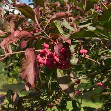 Attēlu rezultāti vaicājumam “Euonymus fruit”
