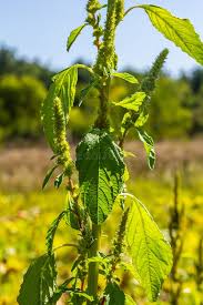 Attēlu rezultāti vaicājumam “Amaranthus retroflexus”