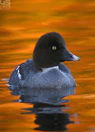 Attēlu rezultāti vaicājumam “Bucephala clangula female”