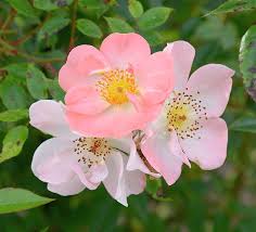 Image result for Rosengewächse