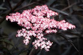 Attēlu rezultāti vaicājumam “Sambucus nigra flower”