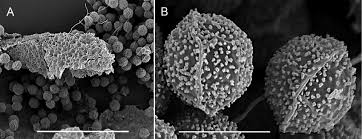Attēlu rezultāti vaicājumam “Craterium aureonucleatum spores”