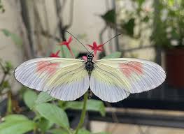 Attēlu rezultāti vaicājumam “Araschnia levana upperside”