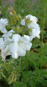 Image result for Polemonium coeruleum album