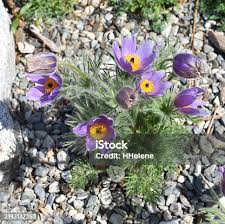 Attēlu rezultāti vaicājumam “Pulsatilla pratensis”