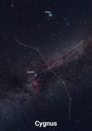 Image result for Cygnus cygnus