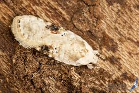 Attēlu rezultāti vaicājumam “Agonopterix alstromeriana”