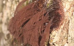 Attēlu rezultāti vaicājumam “Stemonitis sp.”