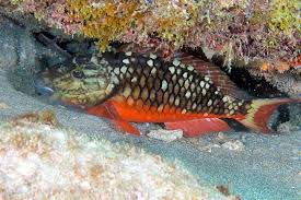 Image result for Sparisoma viride