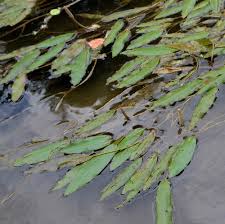 Attēlu rezultāti vaicājumam “Potamogeton compressus leaf”