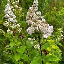 Attēlu rezultāti vaicājumam “Spiraea”