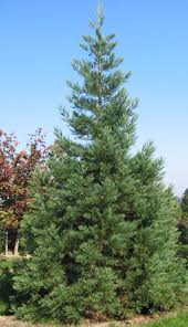 Image result for Mammutbaum