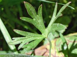 Attēlu rezultāti vaicājumam “Geranium dissectum leaf”