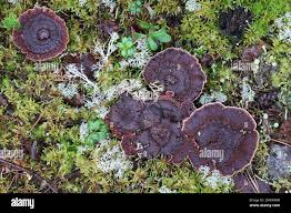 Attēlu rezultāti vaicājumam “Hydnellum ferrugineum”