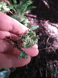 Attēlu rezultāti vaicājumam “Cribraria oregana stalked”