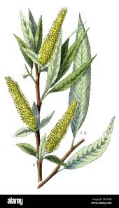 Attēlu rezultāti vaicājumam “Salix fragilis”