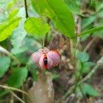 Attēlu rezultāti vaicājumam “Euonymus verrucosus fruit”