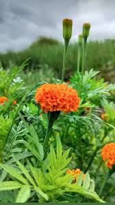 Attēlu rezultāti vaicājumam “Tagetes flower”
