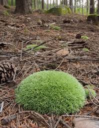 Attēlu rezultāti vaicājumam “Leucobryum juniperoideum”