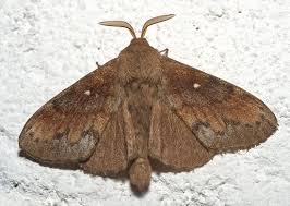 Attēlu rezultāti vaicājumam “Lasiocampidae”